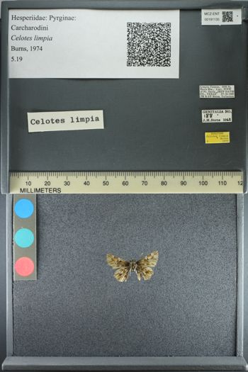 Media type: image;   Entomology 191135